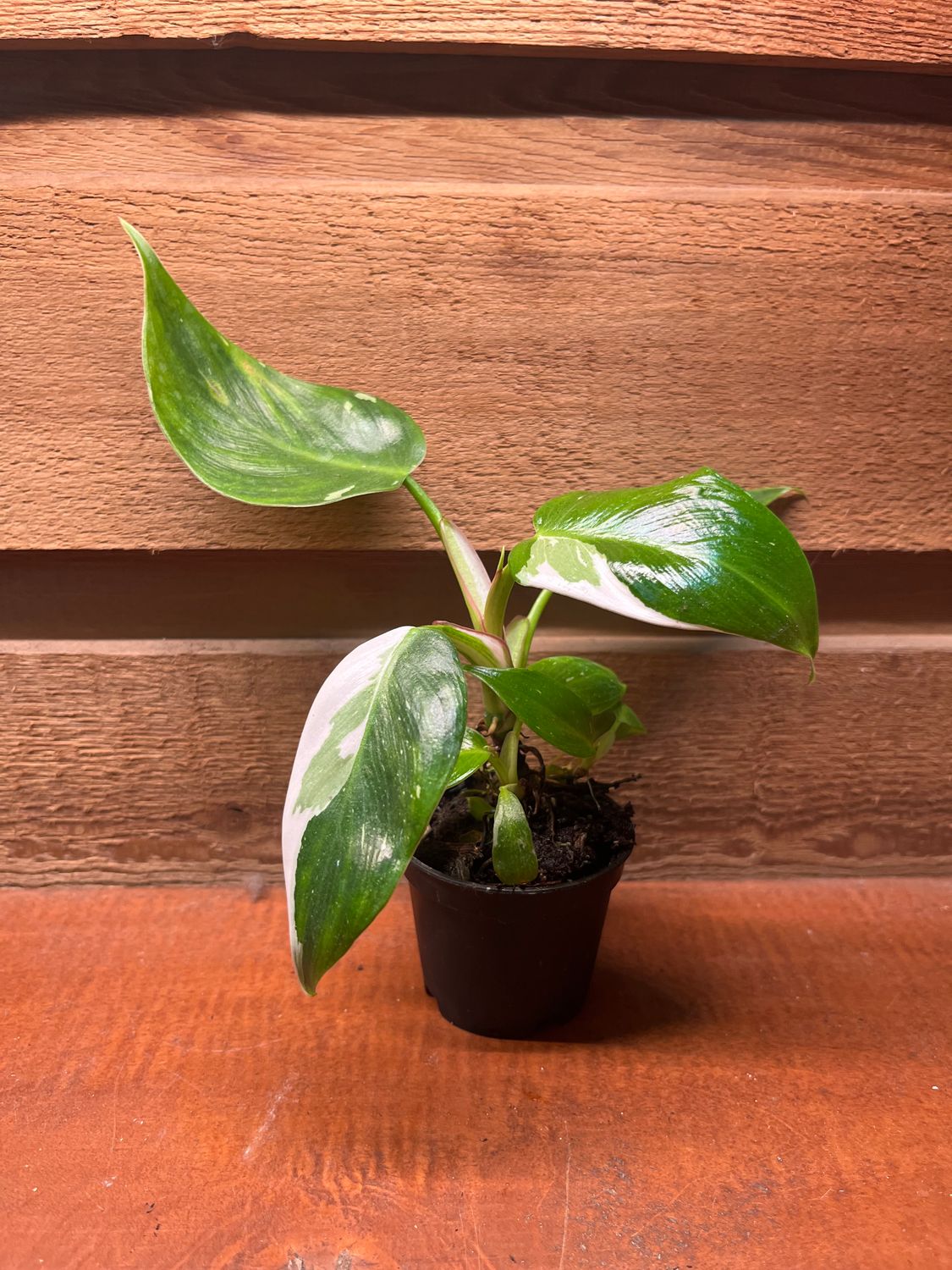 Philodendron &quot;White Princess&quot; 2&quot;
