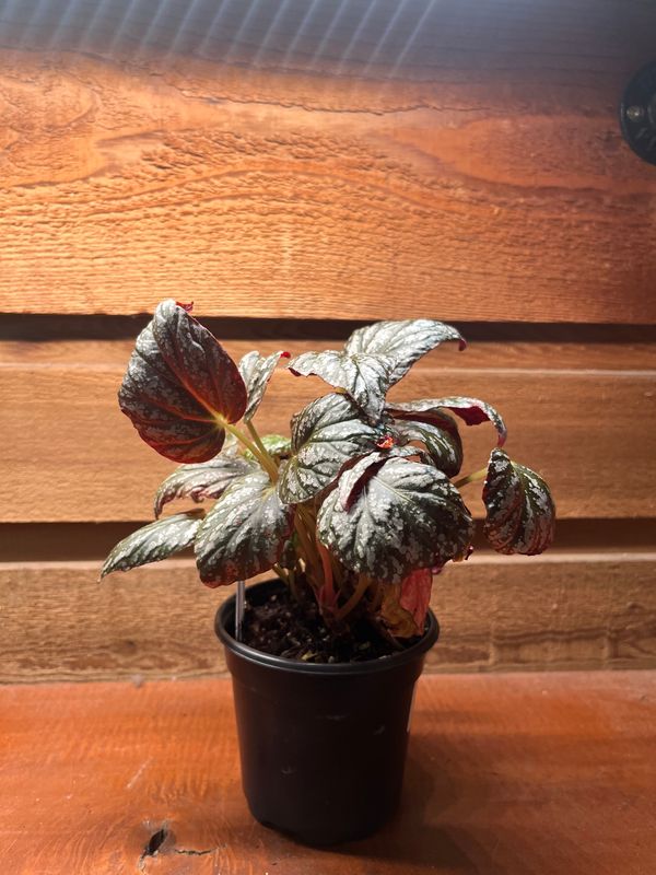 Begonia &quot;Maurice Amey&quot; 4&quot;