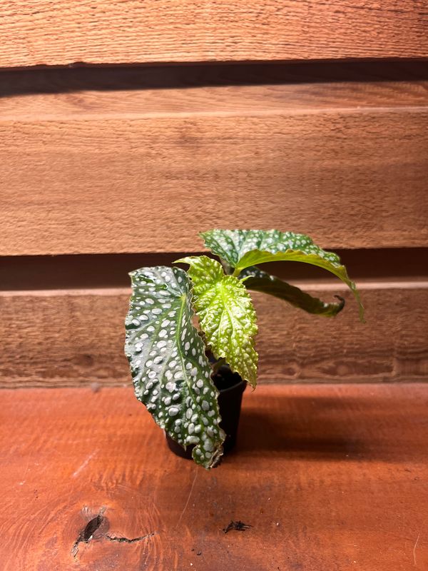 Polka Dot Begonia, Begonia maculata &#39;Silver Spot&#39; 2&quot;