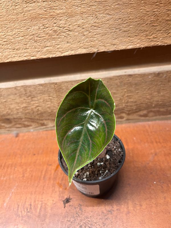 Alocasia azlanii 2&quot;