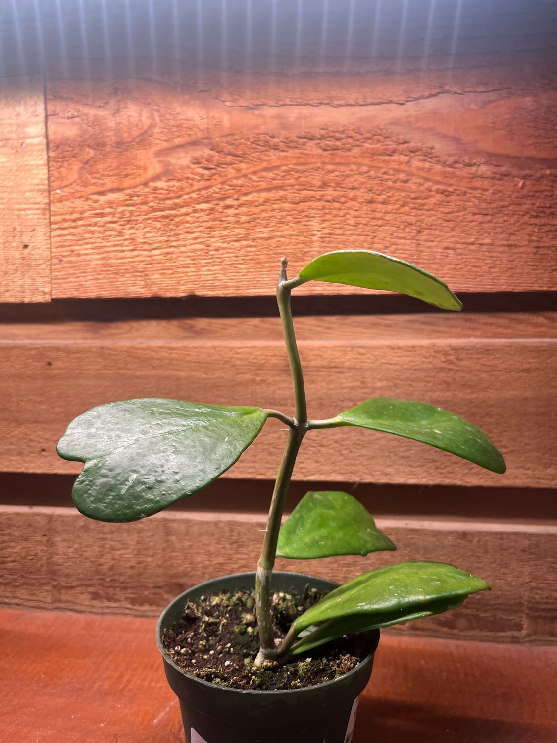 Hoya kerii sweetheart 4&quot;