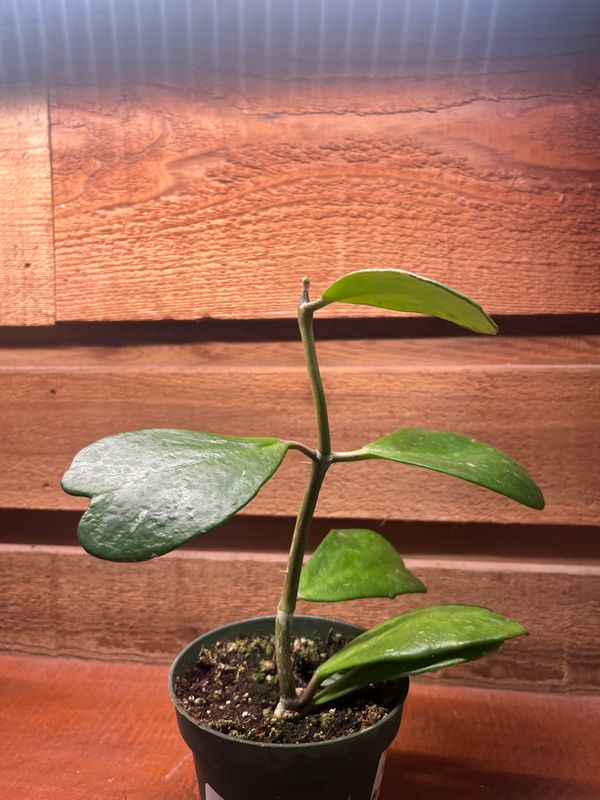 Hoya kerii sweetheart 4&quot;