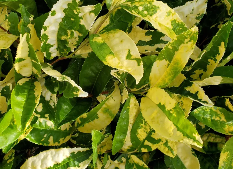 Camellia Sinesis Yellow Tea 1Gal