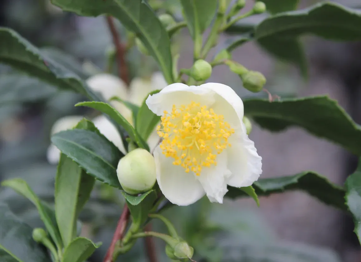 Camellia Sinensis 2Gal
