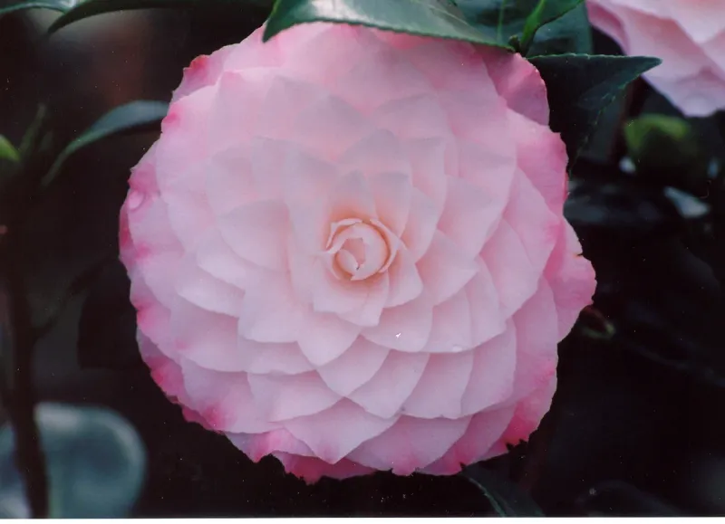 Camellia J. Nuccio&#39;s Pearl 1Gal