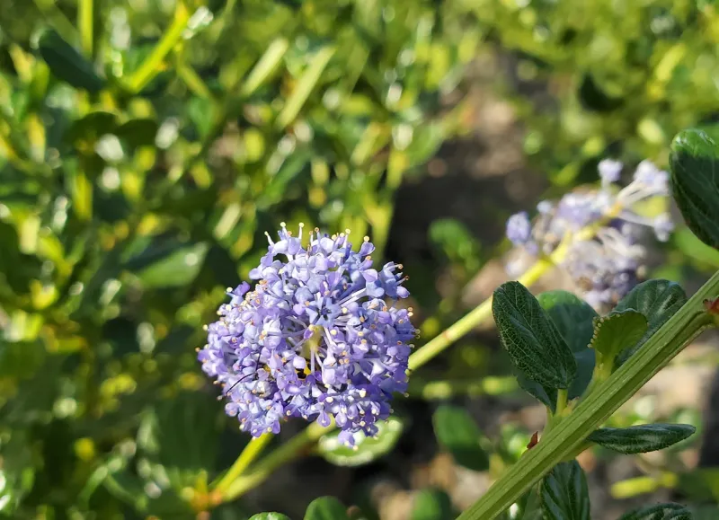 Ceanothus I. Victoria 5Gal
