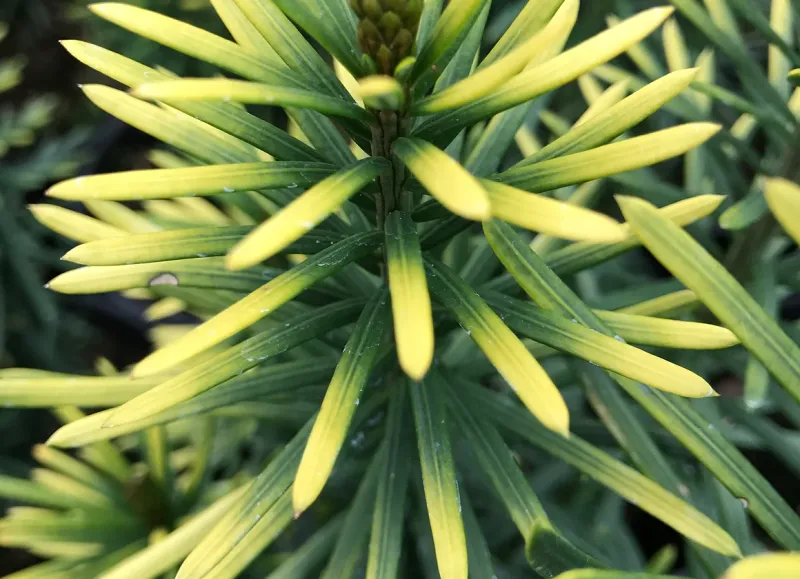 Cephalotaxus H. Korean Gold 4 in.