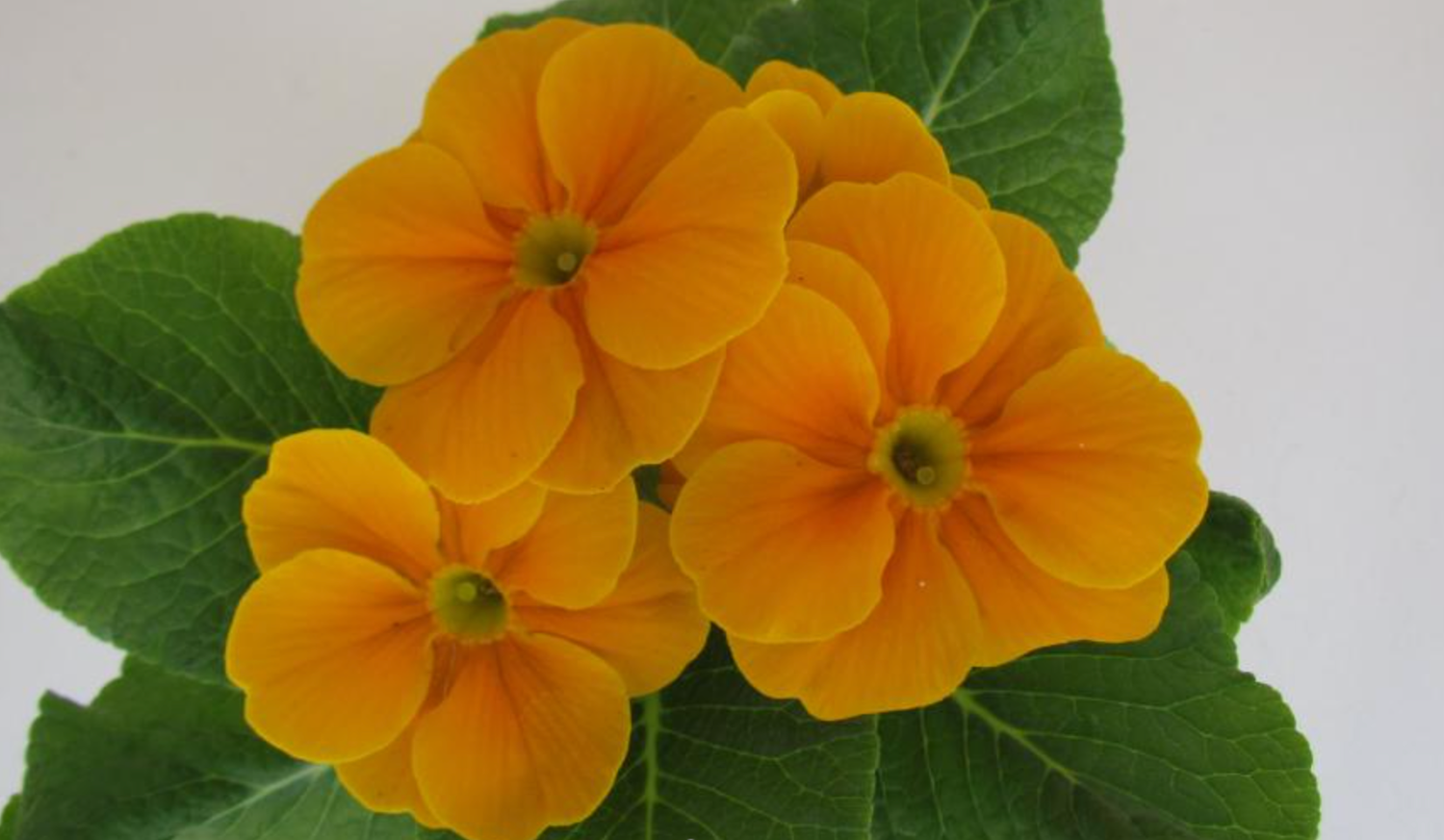 Primrose Hethor Giant Gold Orange 4in.