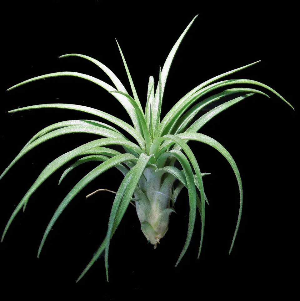 Brachycaulos x Ionantha &#39;Victoria&#39; 4-5&quot;