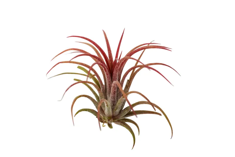 Ionantha Red XL (Enhanced)