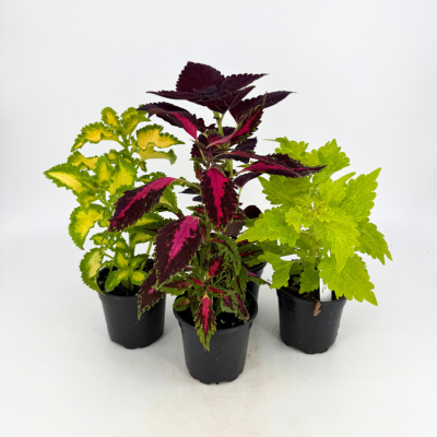 Coleus Assorted 2&quot;
