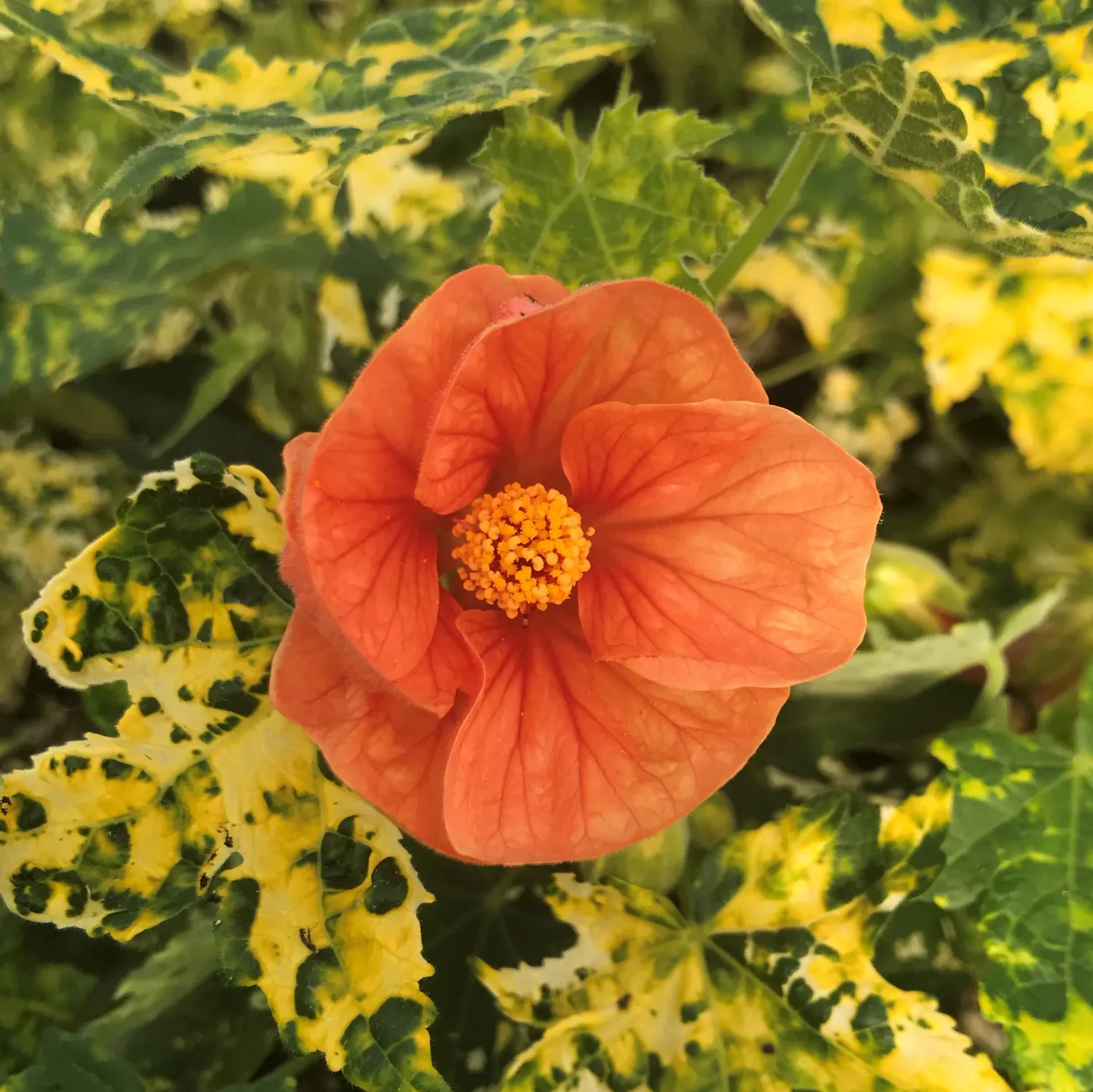 Abutilon pictum &#39;Thompsonii&#39; 4.5&quot;