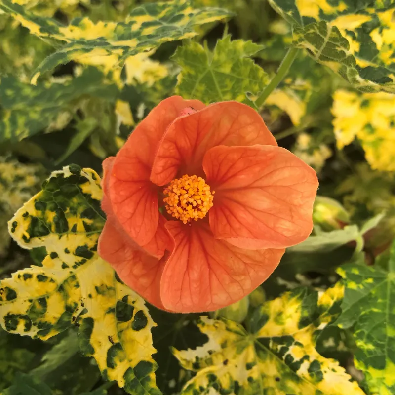 Abutilon pictum &#39;Thompsonii&#39; 4.5&quot;