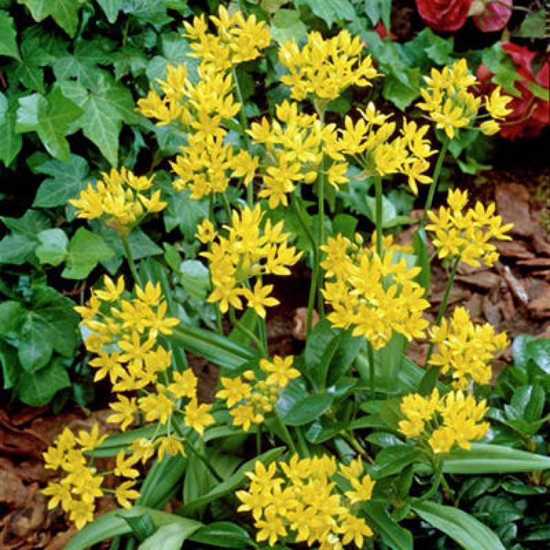 Allium moly Qt