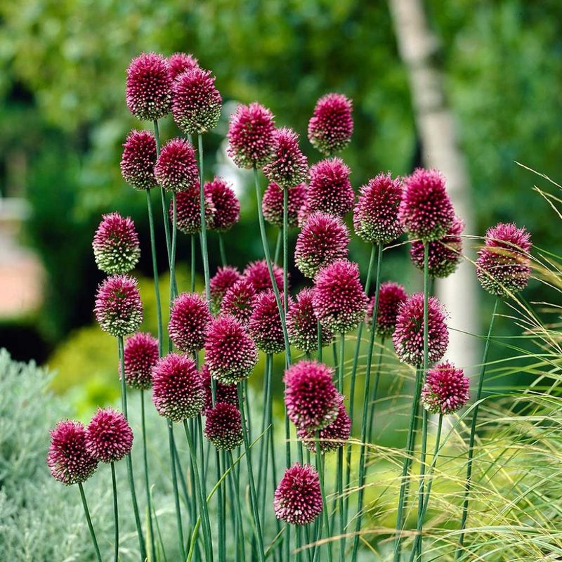 Allium sphaerocephalon Qt