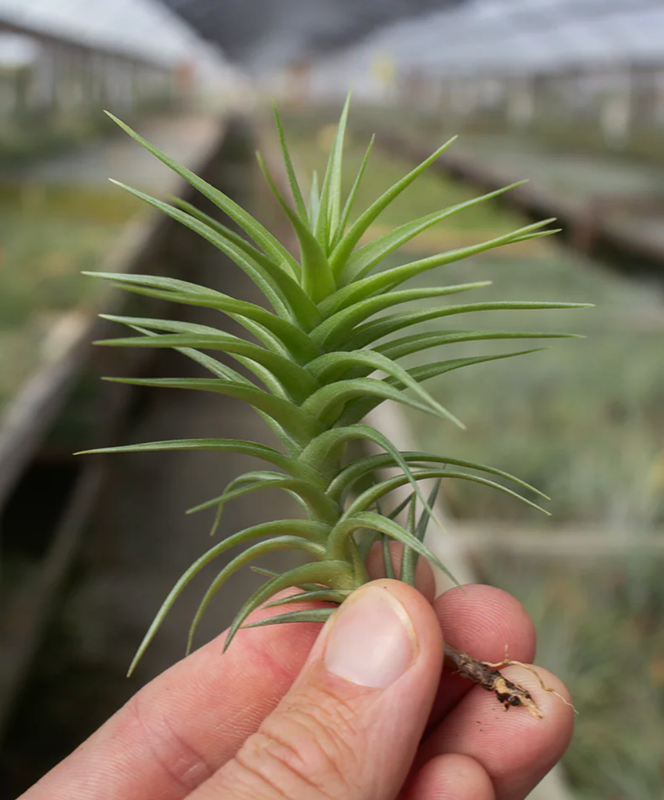 Aeranthos Green Gem (1-2&quot;)