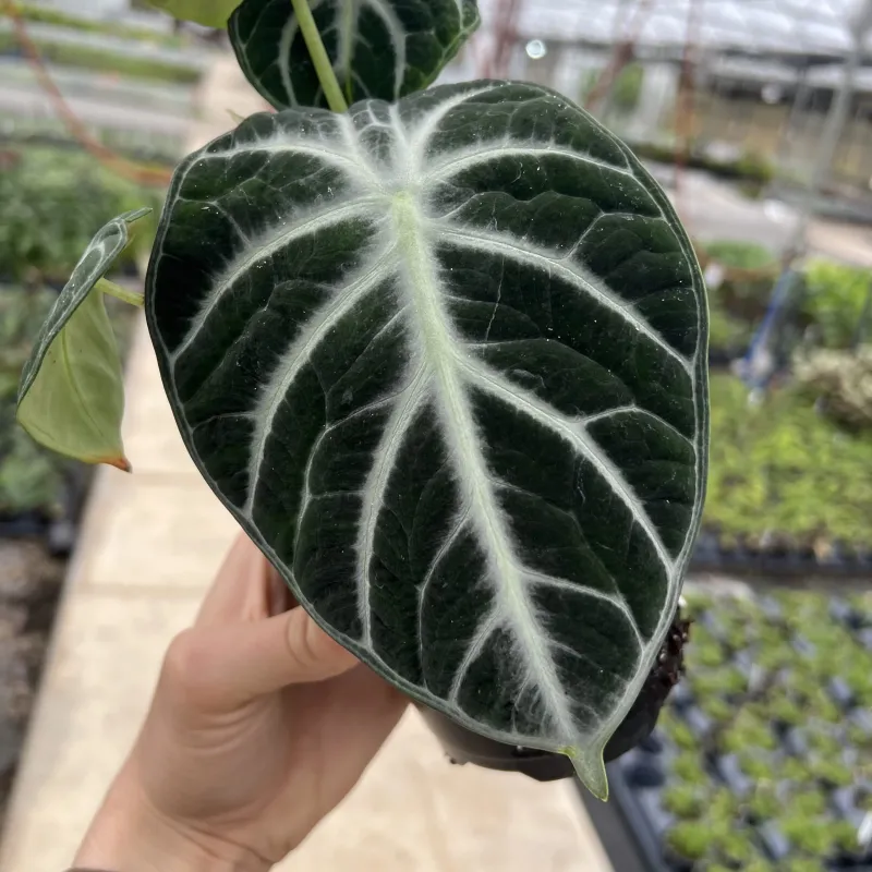 Alocasia &#39;Ninja&#39; 4.5&quot;