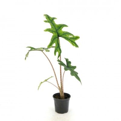 Alocasia sulawesi &#39;Jacklyn&#39; 4&quot;