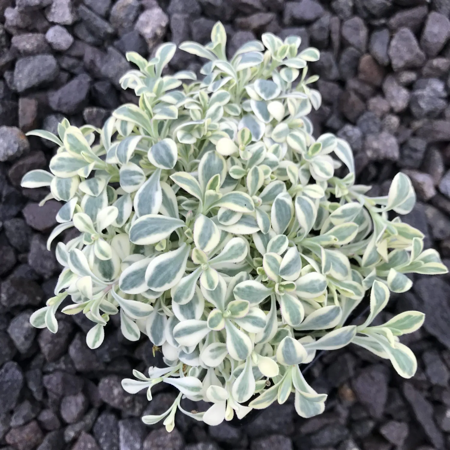 Alpine Campion, Silene uniflora &#39;Druett&#39;s Variegated&#39; 4&quot;