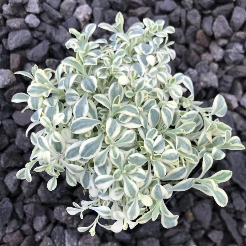 Alpine Campion, Silene uniflora &#39;Druett&#39;s Variegated&#39; 4&quot;