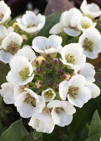Alyssum &#39;Giga White&#39; 4&quot;