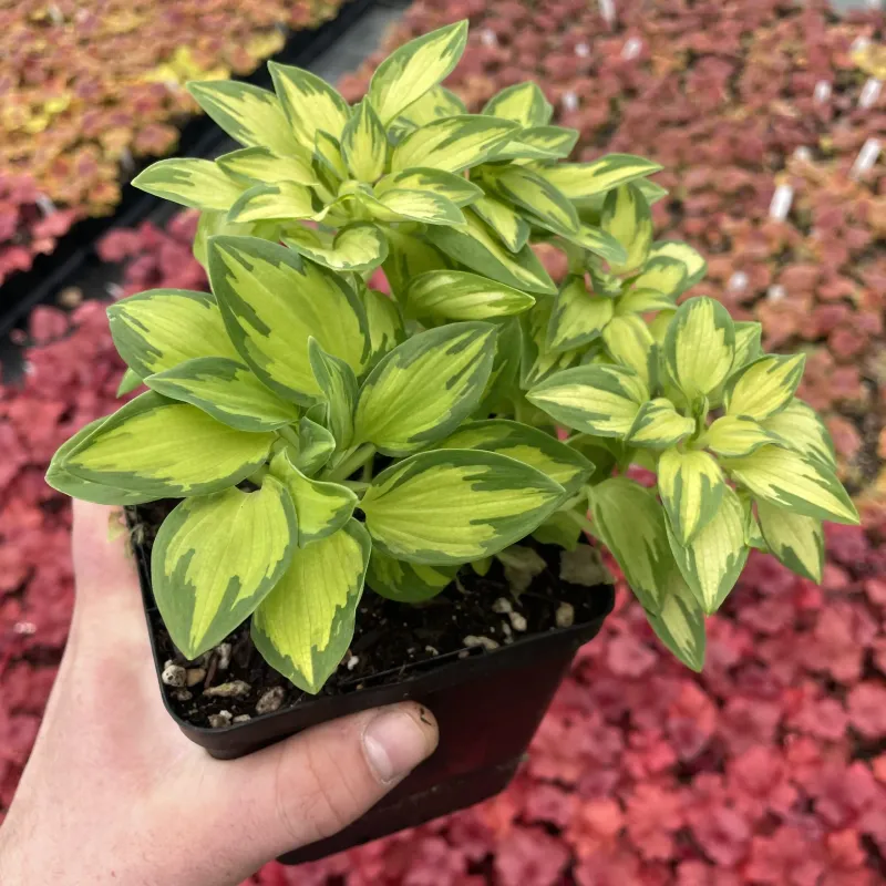 Alstroemeria &#39;Little Miss Zoe&#39; 4.5&quot;