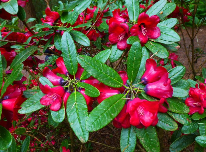 Rhododendron cerasinum 2gal