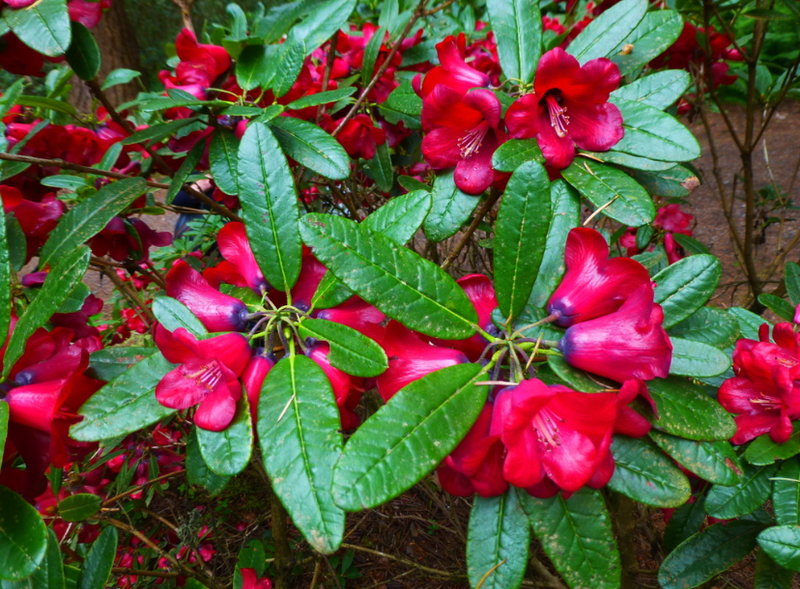 Rhododendron cerasinum 2gal