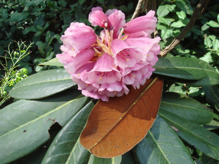 Rhododendron hodgsonii 2gal