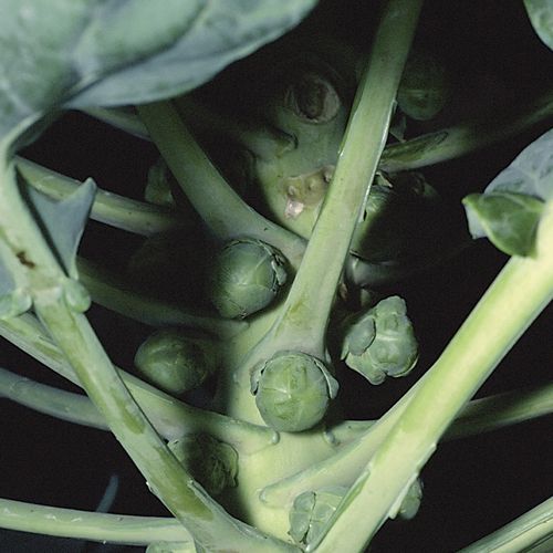 Brussel Sprouts &#39;Jade Cross&#39; 6pk Jumbo