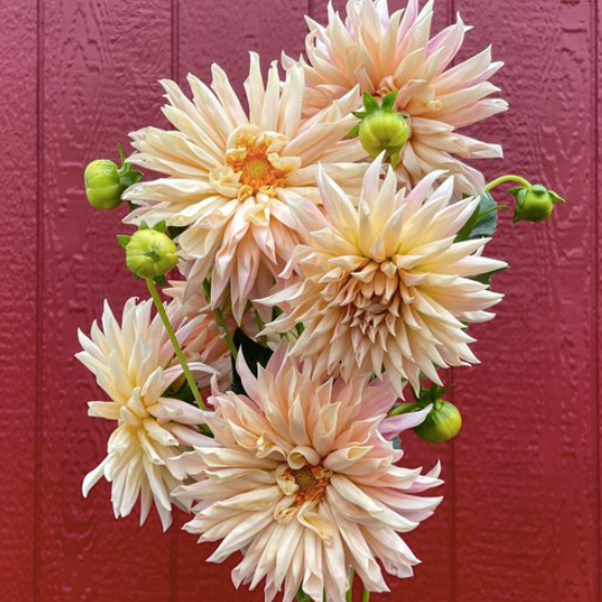 Dahlia &#39;Cafe Paris&#39; Tuber