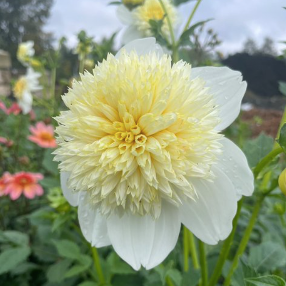 Dahlia &#39;Platinum Blonde&#39; Tuber