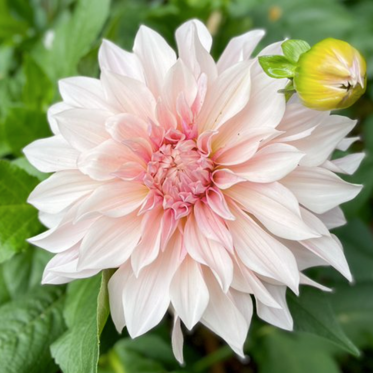 Dahlia &#39;Sweet Nathalie&#39; Tuber