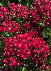 Achillea m. Summerwine 4&quot;