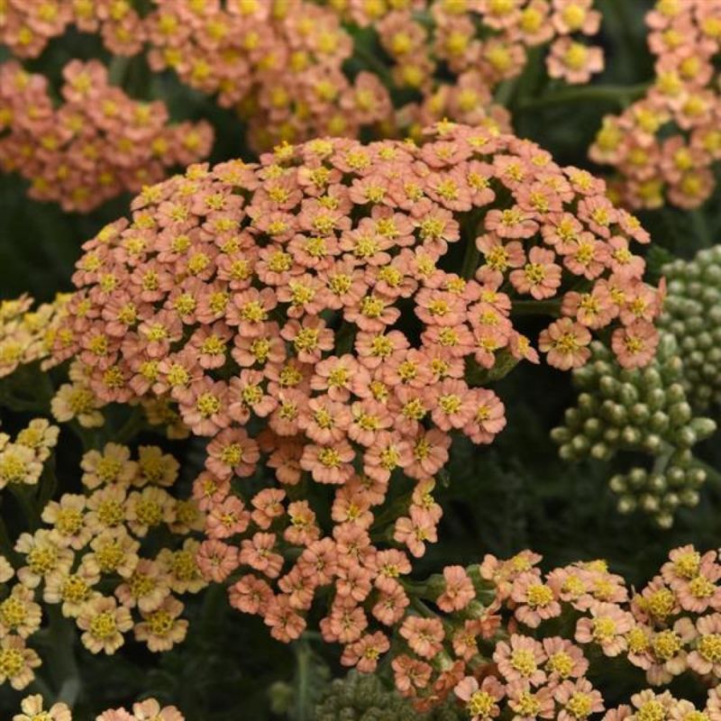 Achillea m. &#39;Terracotta&#39; 1gal