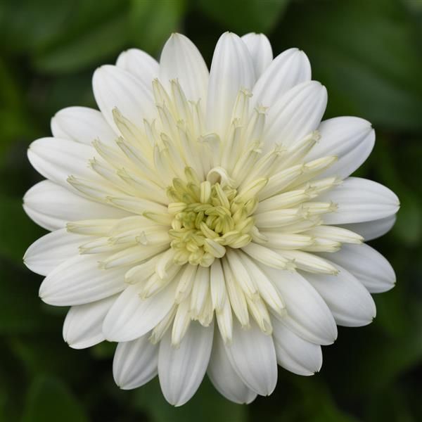 African Daisy, Osteospermum 4D White 1gal