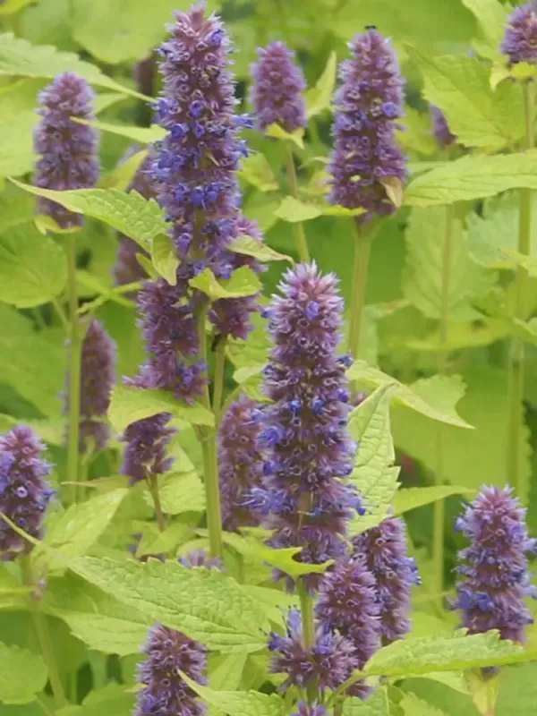 Agastache &#39;Golden Jubilee&#39; 1gal