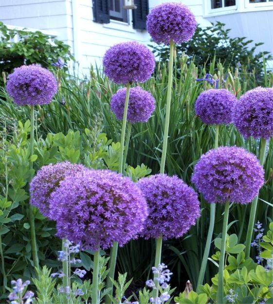 Allium &#39;Globemaster&#39; 1gal