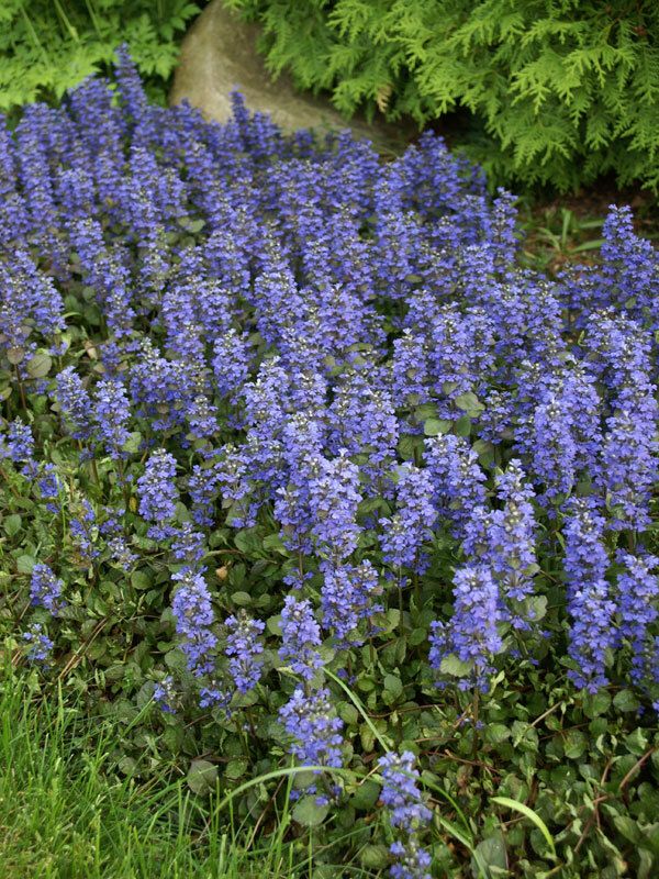 Ajuga Reptans &#39;Bronze Beauty&#39; 4&quot;