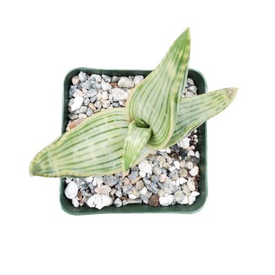 Aloe, &#39;Karasburg Coral&#39; 4&quot;