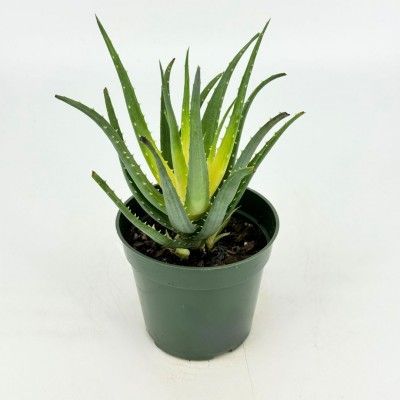 Aloe humilis &#39;Solar Flare&#39; 4&quot;