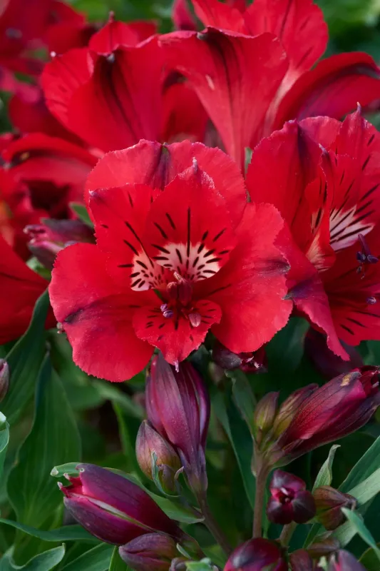 Alstroemeria &#39;Colorita Kate&#39; Dark Red 6&quot;