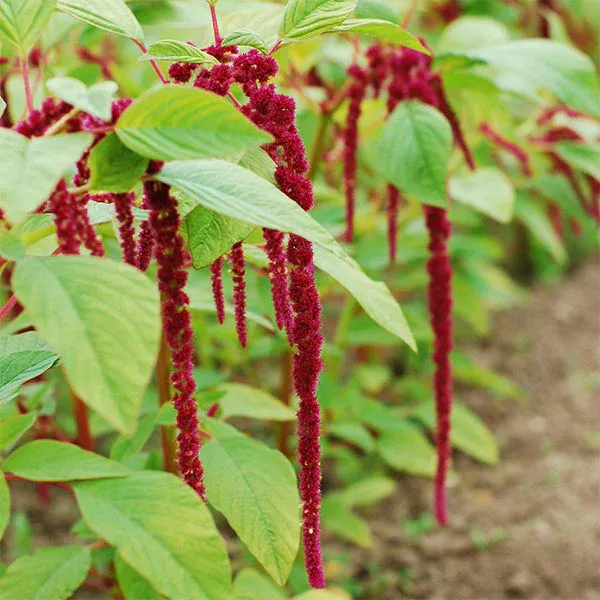 Amaranthus &#39;Red Tails&#39; 1gal