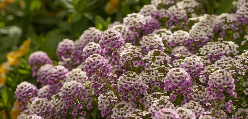 Alyssum &#39;Pink&#39; 4&quot;