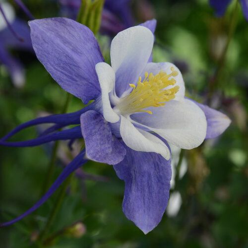 Aquilegia &#39;Early Bird Mix&#39; 4&quot;