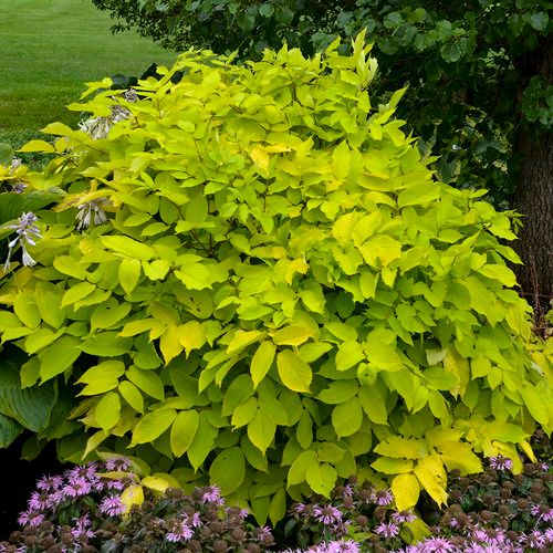 Aralia &#39;Sun King&#39; 2gal