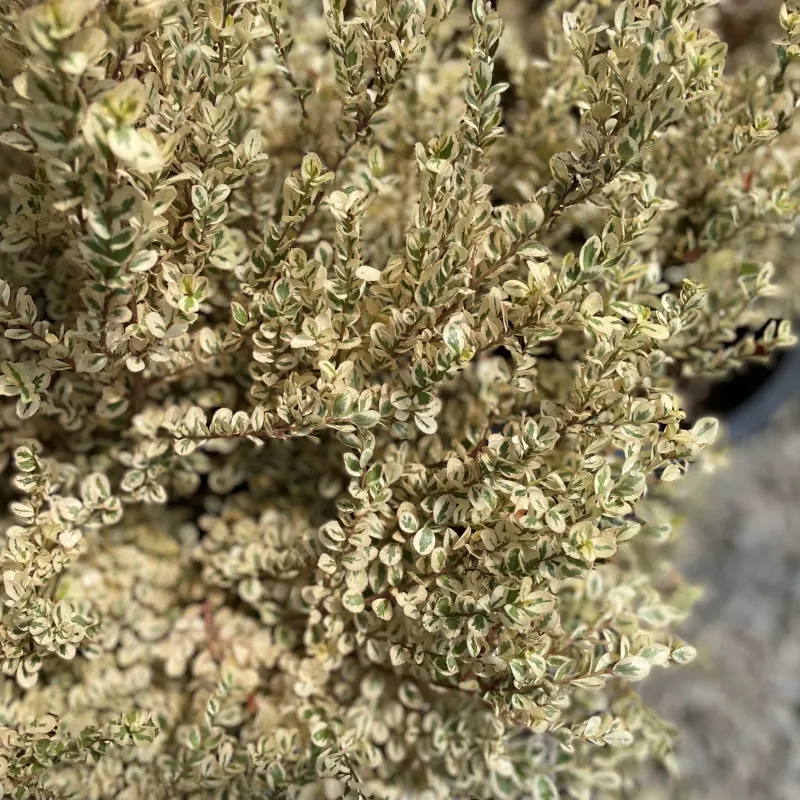 African Boxwood, Myrsine a. &#39;Scarlett Marglin&#39; 2gal