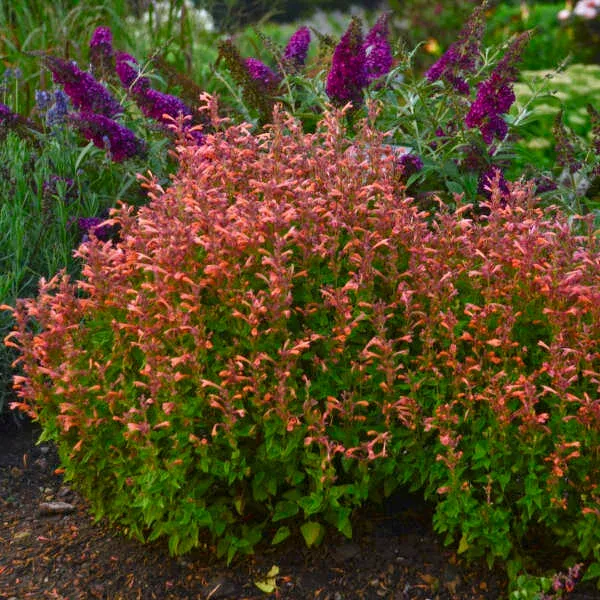 Agastache &#39;Mango Tango&#39; Qt