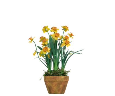 Daffodil - 6