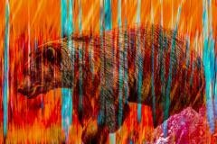 Fiery Bear